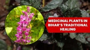 Medicinal Plants in Bihar’s Traditional Healing: A Review